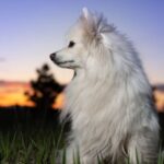 American Eskimo Dog Price In India