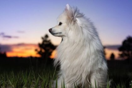 American Eskimo Dog Price In India