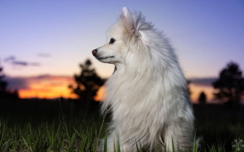 American Eskimo Dog Price In India