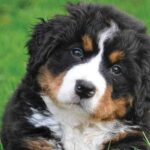 Bernese Mountain Dog Price In India