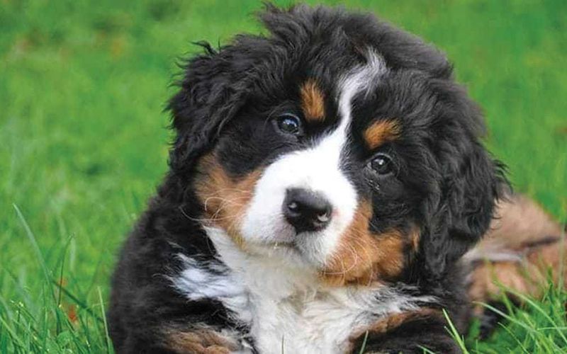 Bernese Mountain Dog Price In India