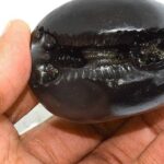 Original Shaligram Stone Price In India