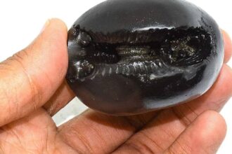 Original Shaligram Stone Price In India