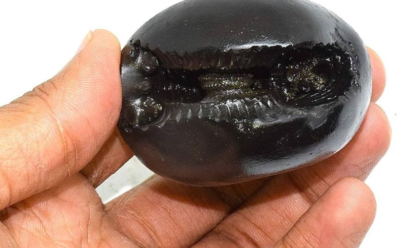 Original Shaligram Stone Price In India